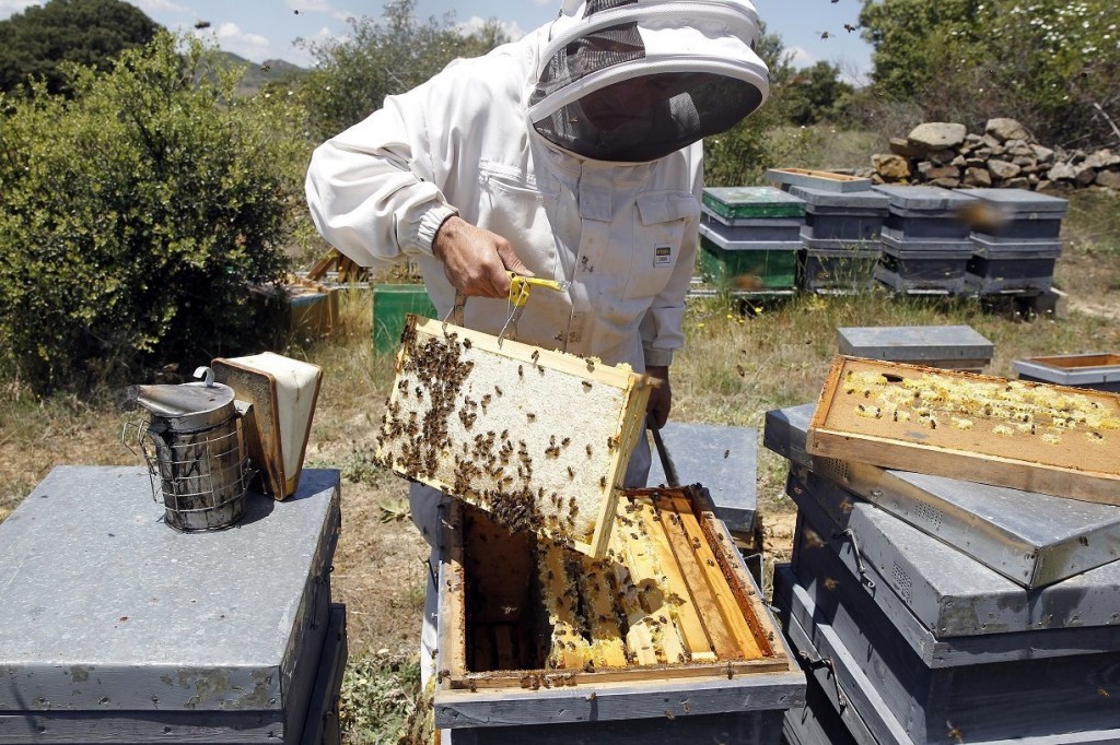 Capacitan a apicultores Tizimileños para tener buenas prácticas en sus colmenas