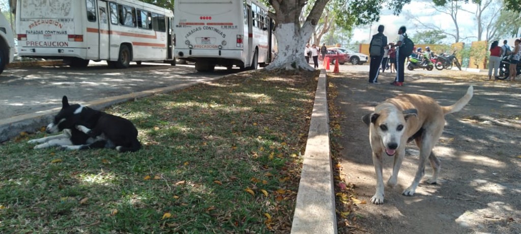 Denunciaran muerte de perros presuntamente por envenenamineto