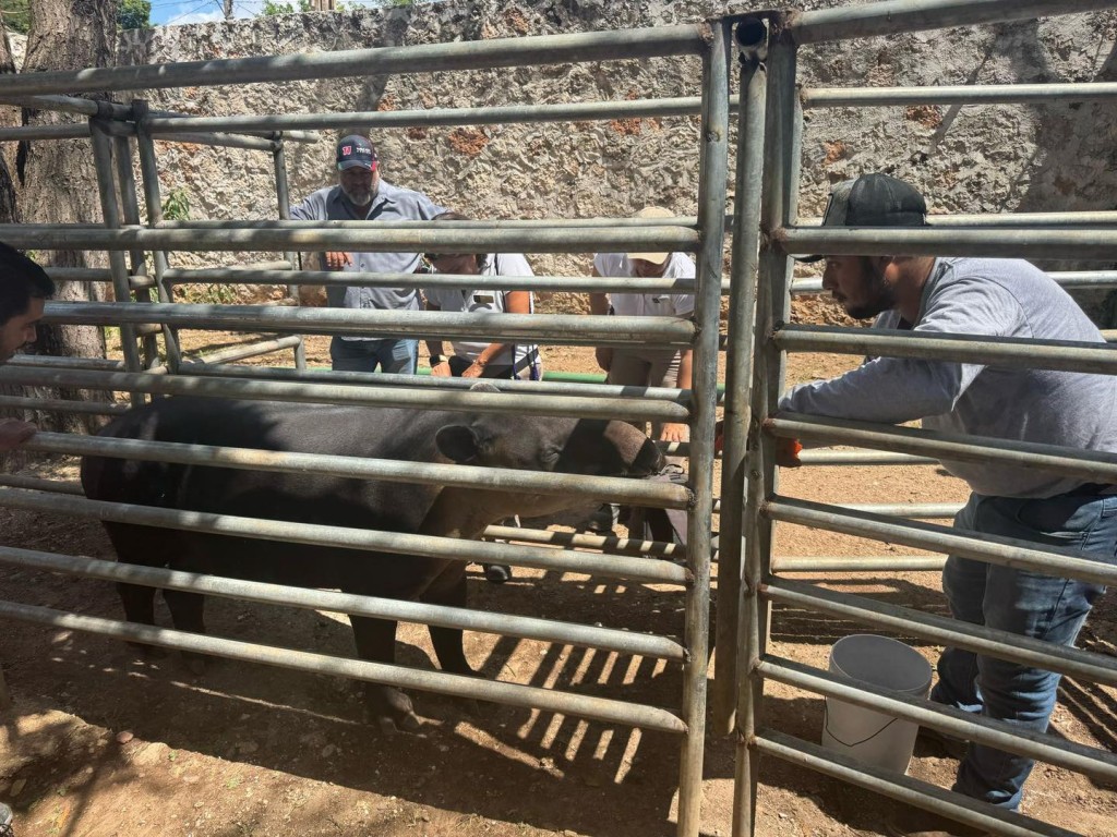 Reconoce estado del zoológico “La reina” de Tizimín