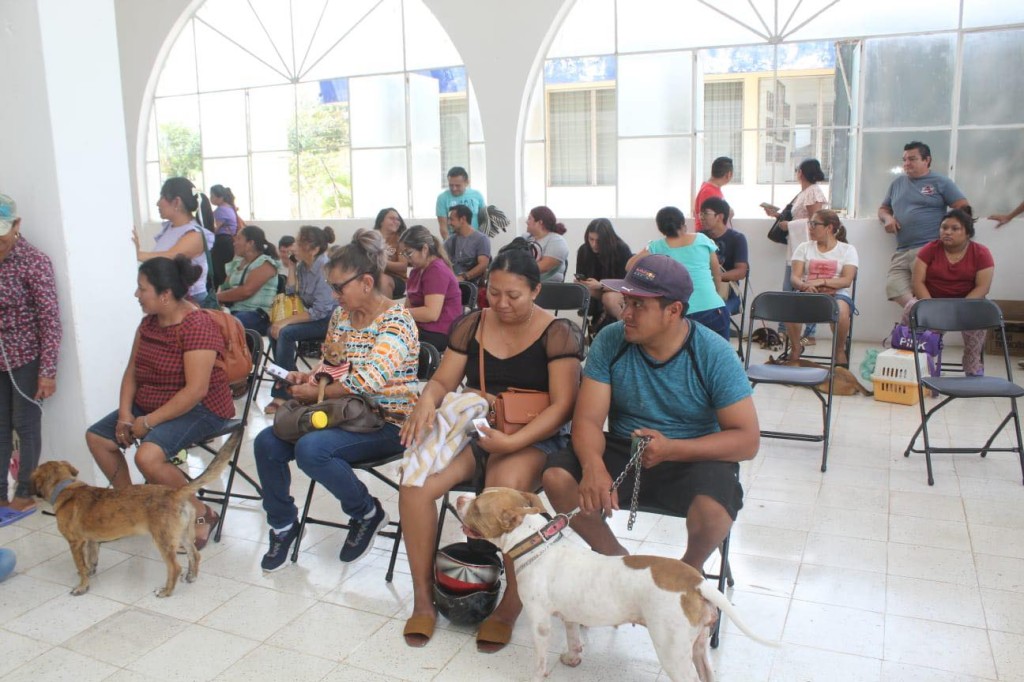 Esterilizan en Tizimín a perros y gatos; la otra semana los vacunan contra la rabia