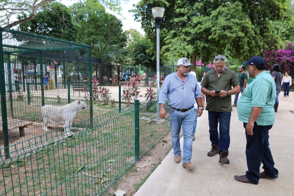 Llegó un jaguar al zoológico de Tizimín