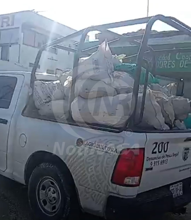Incauta Conapesca más de una tonelada de cacerolita de mar