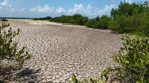 Atentan contra el medio ambiente cambios de uso de suelo: SDS