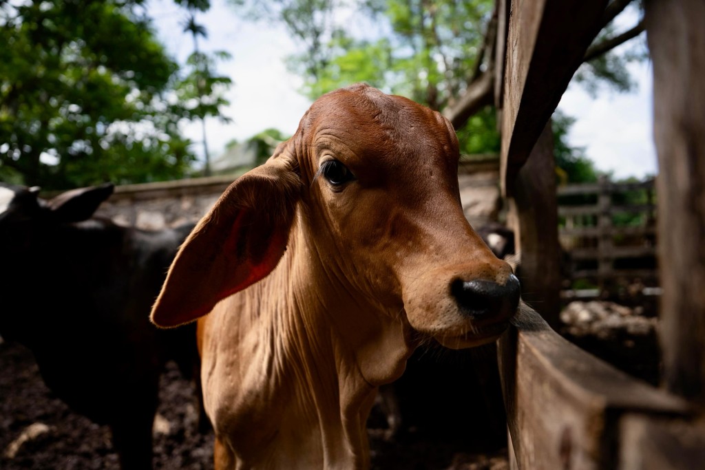 Piden no descuidar lesiones en animales para prevenir gusano barrenador