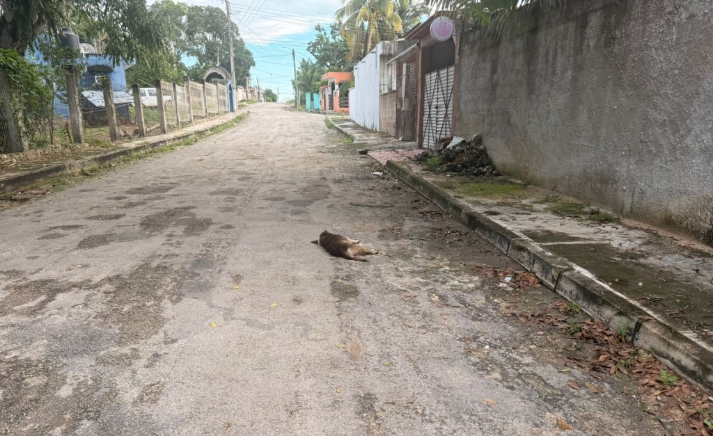 Indigna en Tizimín matanza de perros callejeros