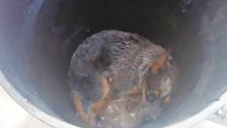Detenido en Campeche presunto responsable de crueldad animal en Mérida