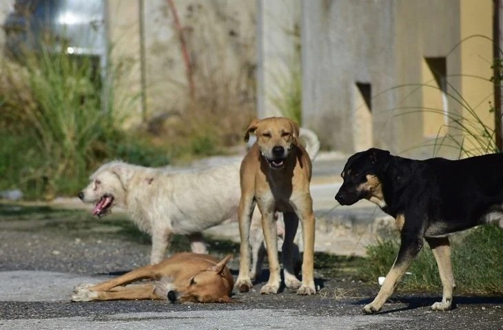 Realizarán campaña de esterilización para perros callejeros, en Mérida
