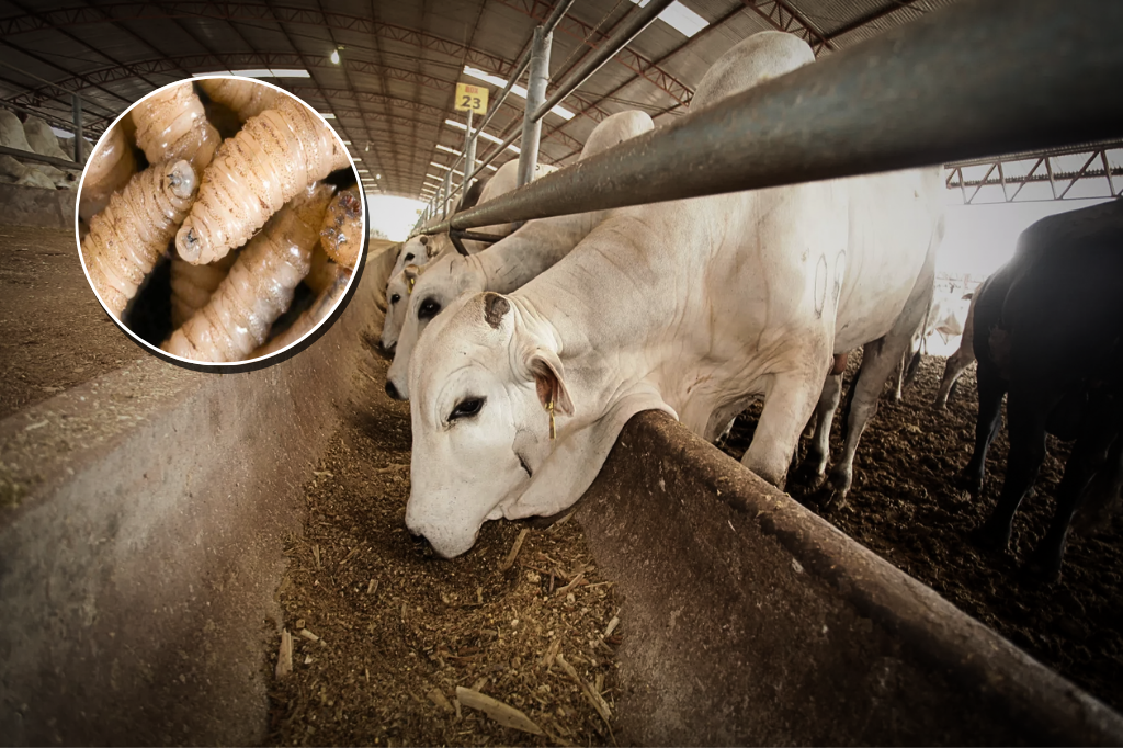 Asegura Díaz Mena que el gusano barrenador está controlado en Yucatán