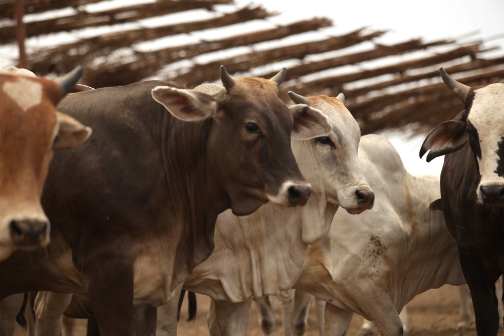 Nueva ley para regular la actividad ganadera en Yucatán