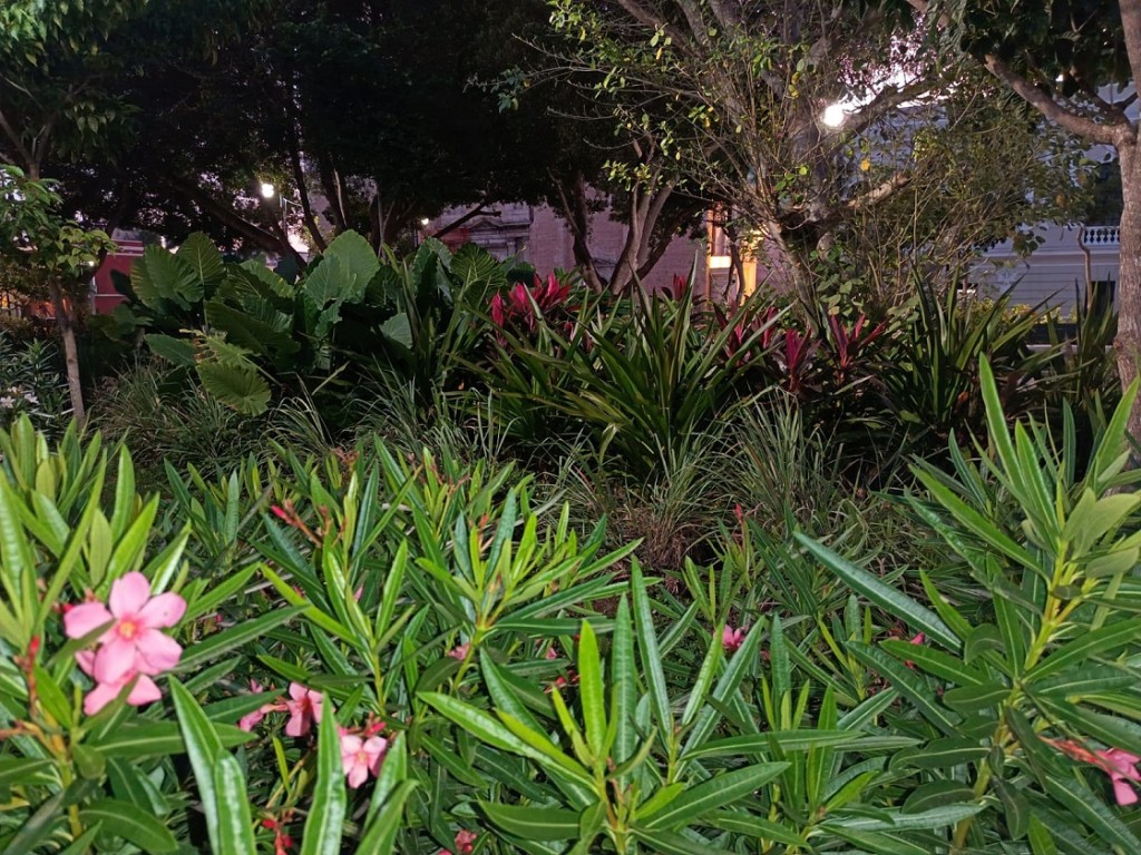 El corazón de Mérida renace: La Plaza Grande con un “pulmón verde” que atrae nueva fauna