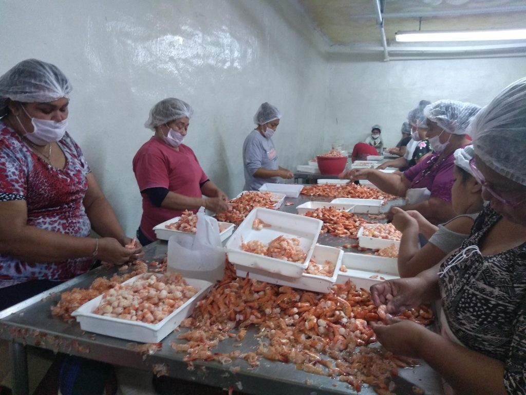 En el próximo Programa de Apoyo a la Veda del Mero, serán consideradas las “fileteras”