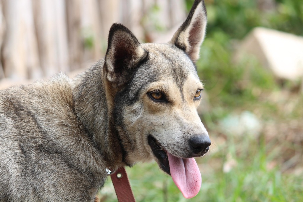 Seder mantiene atención oportuna contra infestación de gusano barrenador en la zona oriente