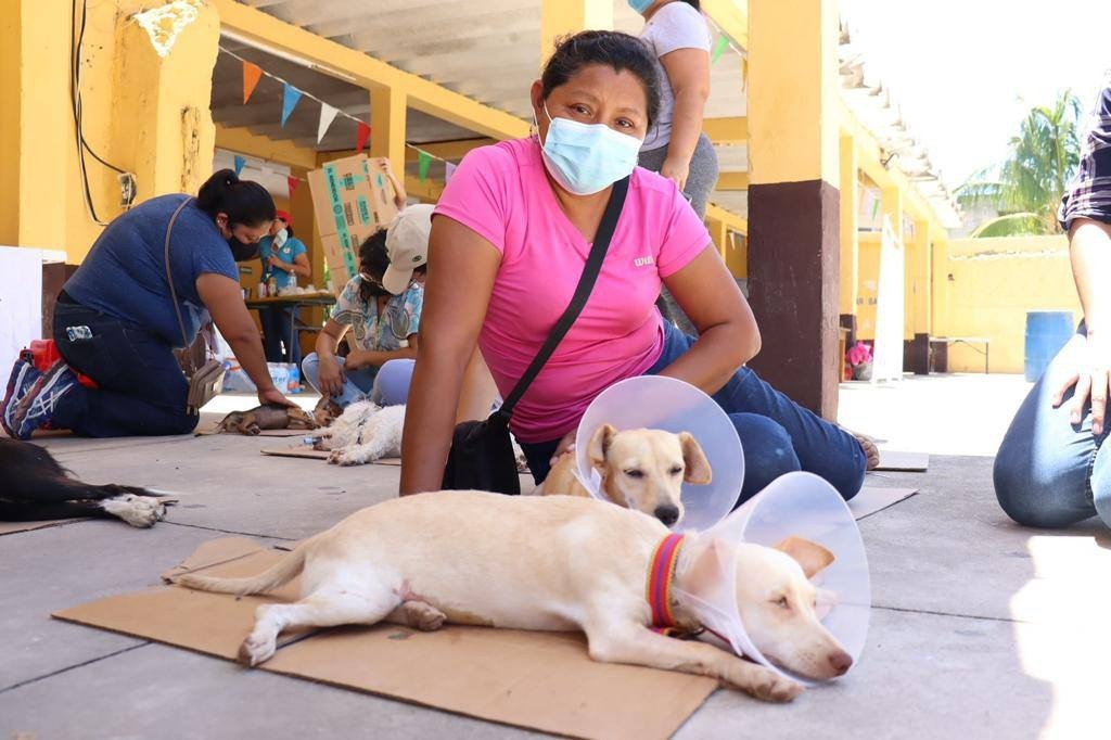 Esterilizo el Ayuntamiento de Mérida a 187 perritos callejeros