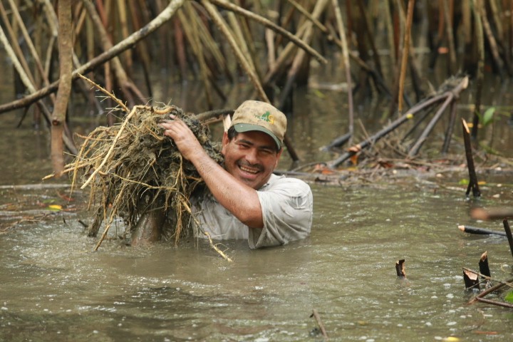 Pronatura trabaja en la restauración de manglares en Yucatán