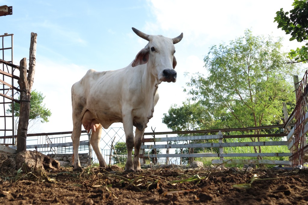 Brindan oportuna atenci&oacute;n a casos de gusano barrenador