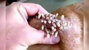 Reportan mil 307 casos de gusano barrenador en el Estado