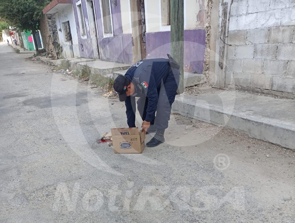 Atropellan a un perro y el causante se dio a la fuga, en Tizim&iacute;n