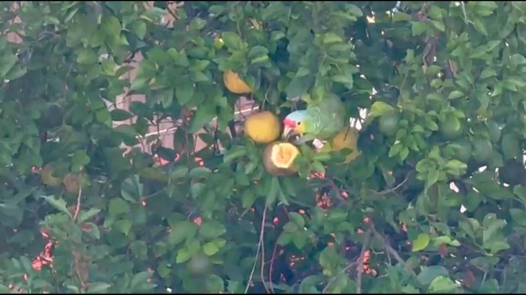 Captan a un loro “cachetes amarillos” comiendo una naranja agria