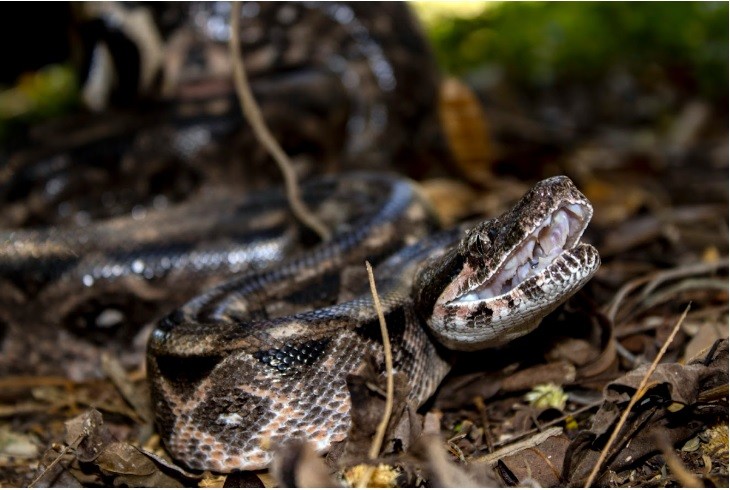 ¿Quién invade a quién? Liberan a una och kaan