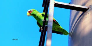 Hay un ave invasora en Yucat&aacute;n que alerta a especialistas