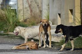 Las multas por maltrato animal se destinar&aacute;n a esterilizaciones