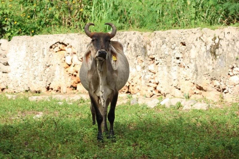 Sin muertes de ganado por gusano barrenador, en Yucat&aacute;n