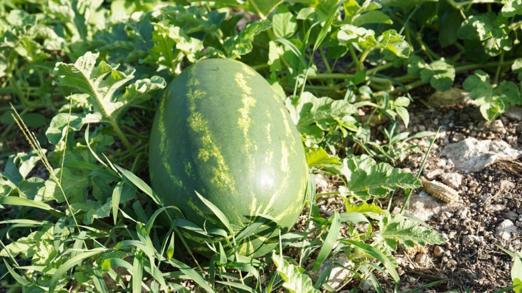 Gana productividad campo yucateco con programa de mecanizaci&oacute;n de tierras