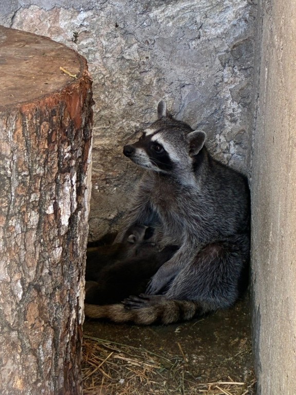 Se reportan más nacimientos en el zoo de Tizimín