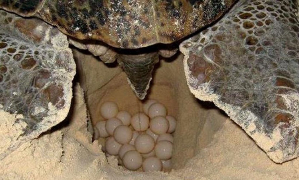 Inicia temporada de anidaci&oacute;n de tortugas marinas