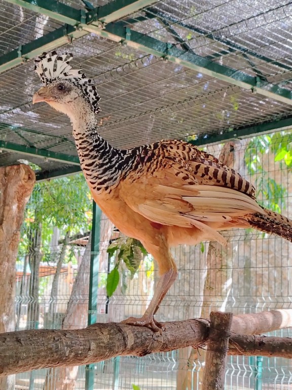 Nacimiento hist&oacute;rico de hocofais&aacute;n en el zool&oacute;gico &ldquo;La Reina&rdquo;