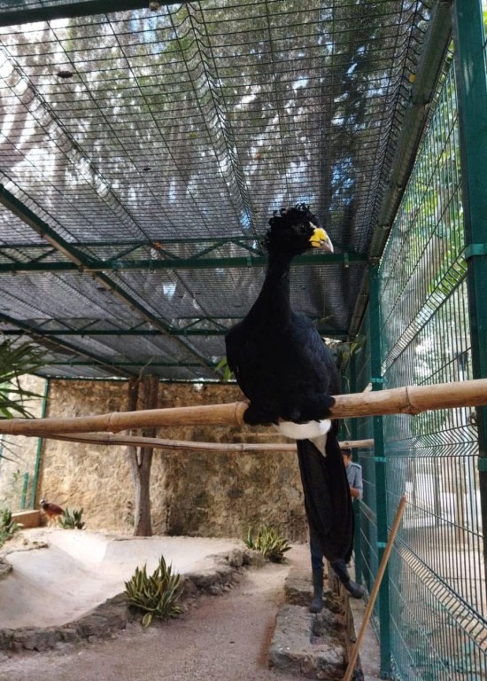 Nacimiento hist&oacute;rico de hocofais&aacute;n en el zool&oacute;gico &ldquo;La Reina&rdquo;