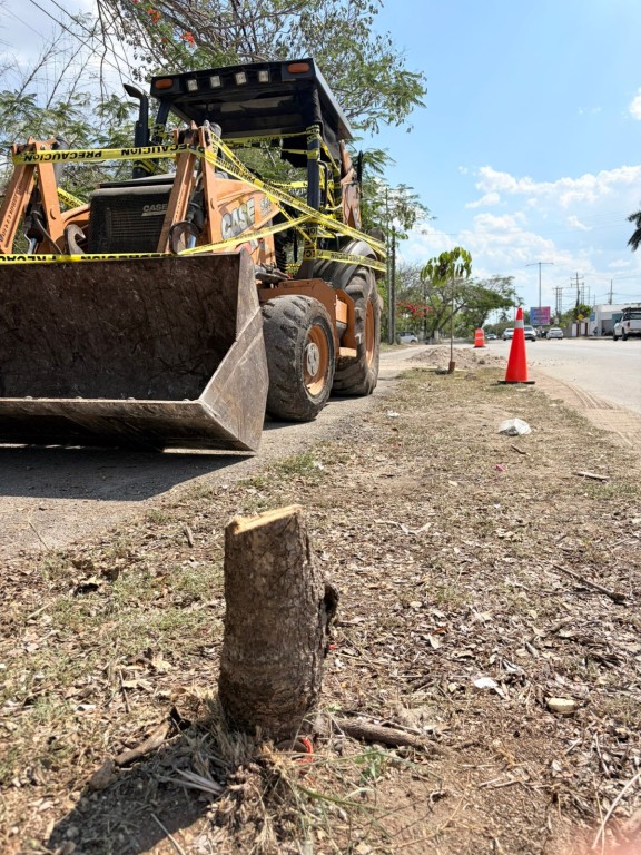 Enfrentar&iacute;a empresa multa millonaria por tala ilegal, en Cholul