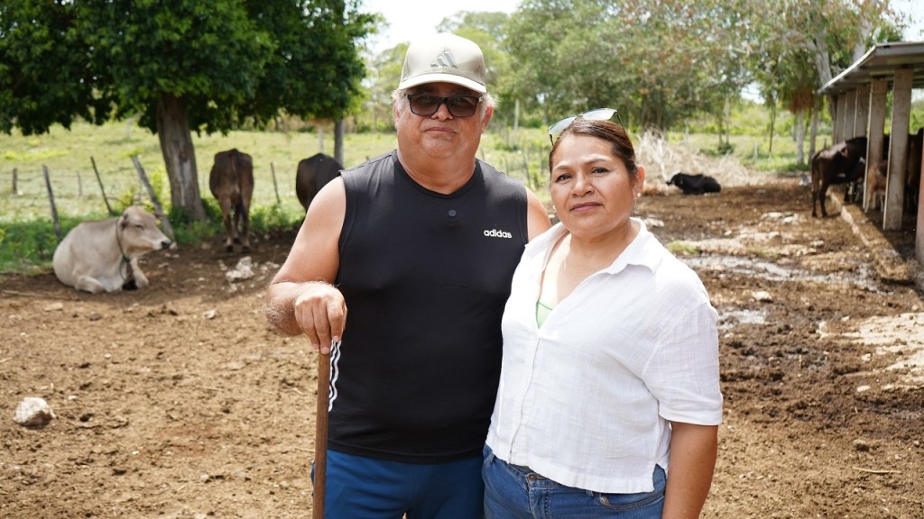 Nacen los primeros siete becerros por inseminaci&oacute;n artificial, en Yucat&aacute;n
