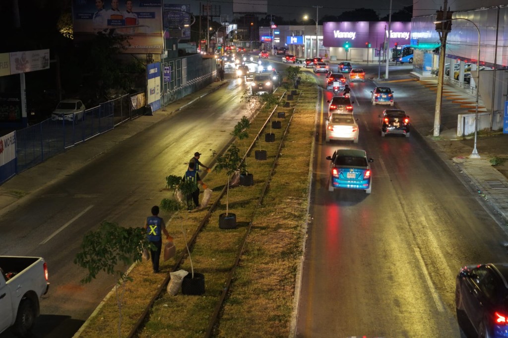 Inician trabajos de arborización en Circuito Colonias Poniente