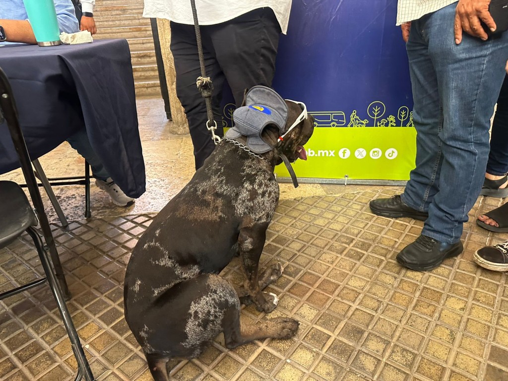Multas de hasta 50 mil pesos para quienes saquen a pasear a sus mascotas sin correa