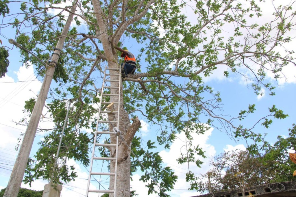 Actúa Protección Civil de Tizimín, ante riesgo eléctrico por un árbol