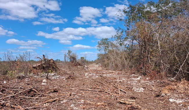 Sanciona Profepa remoción ilegal de vegetación en la selva de Umán