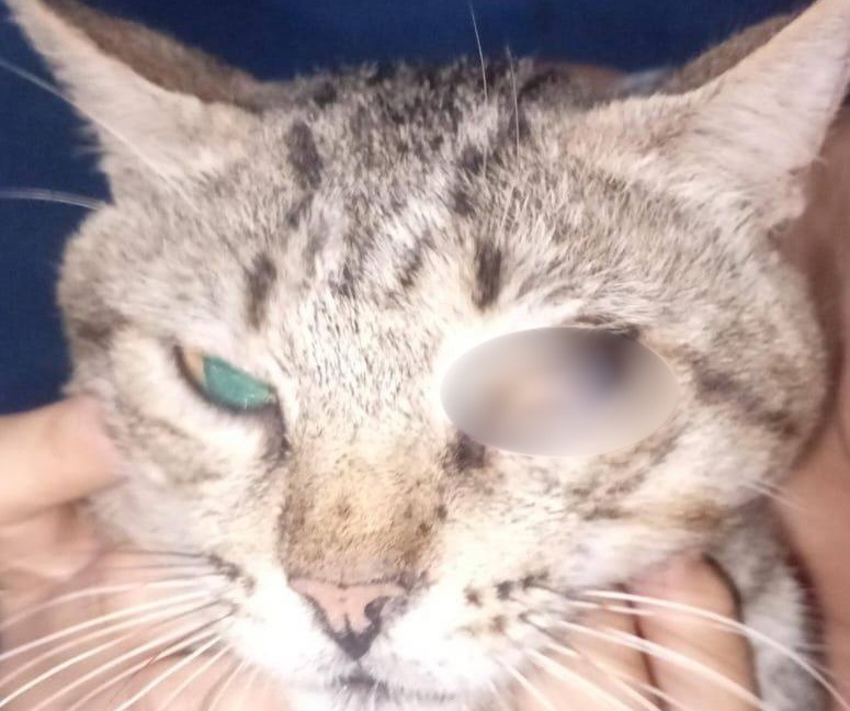 Presunción de maltrato animal en Tizimín, por mascotas con ojos lastimados