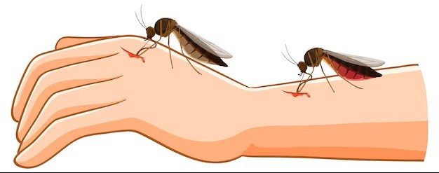 &iquest;Por qu&eacute; pican los mosquitos?