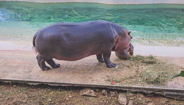 Cuenta Animaya con protocolos de protecci&oacute;n para sus m&aacute;s de 600 animales, durante la temporada de lluvias