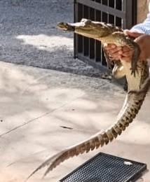 Limpiaba tizimile&ntilde;a su patio y encontr&oacute; un cocodrilo