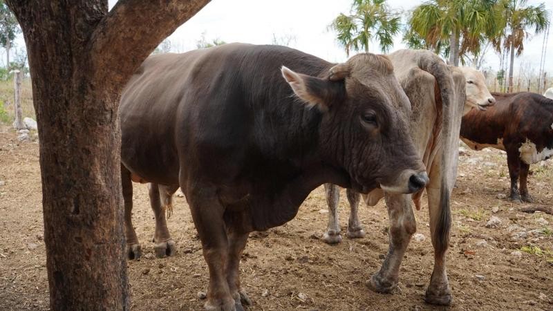 Estrena Tizimín carrera de Medicina Veterinaria, a través del Tecnológico