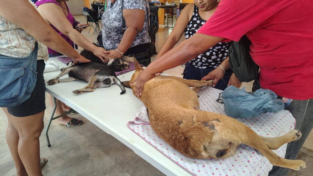 Jornada de esterilización atiende gratuitamente a 50 mascotas, en Tizimín