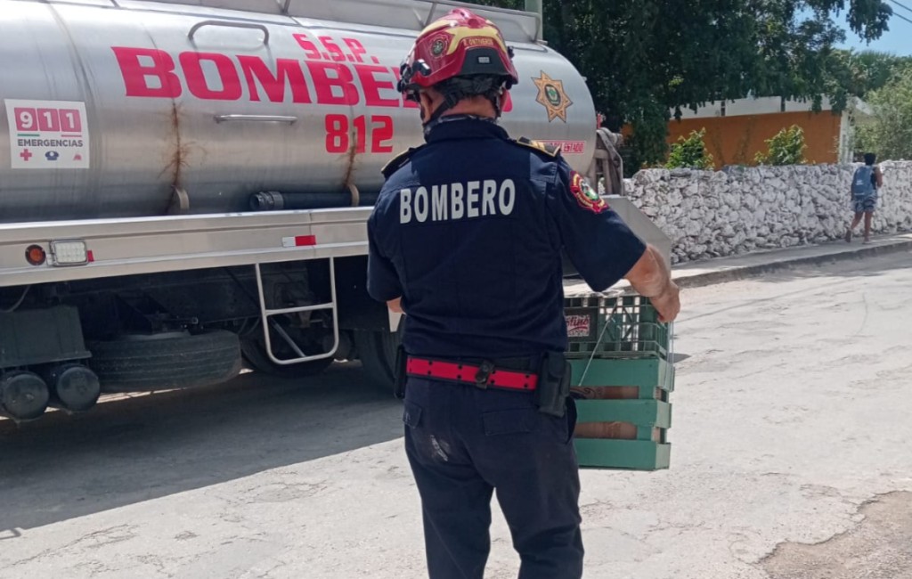 Rescatan a puercoespín de lo alto de un árbol, en Tizimín