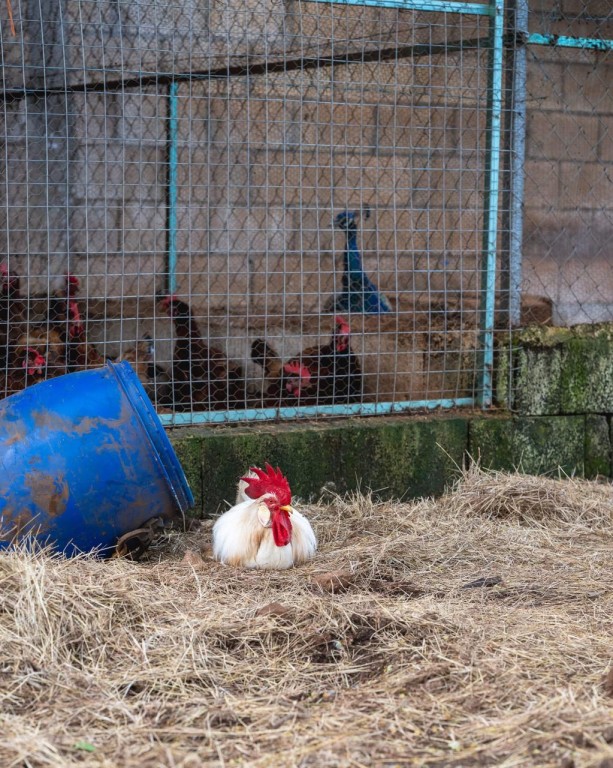 Crea la asociaci&oacute;n Aprendamos Juntos la primera granja interactiva incluyente operada por personas con discapacidad