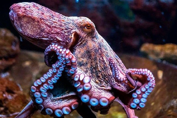 Van 10 mil toneladas de captura de pulpo, pese a las malas condiciones del tiempo de los &uacute;ltimos d&iacute;as