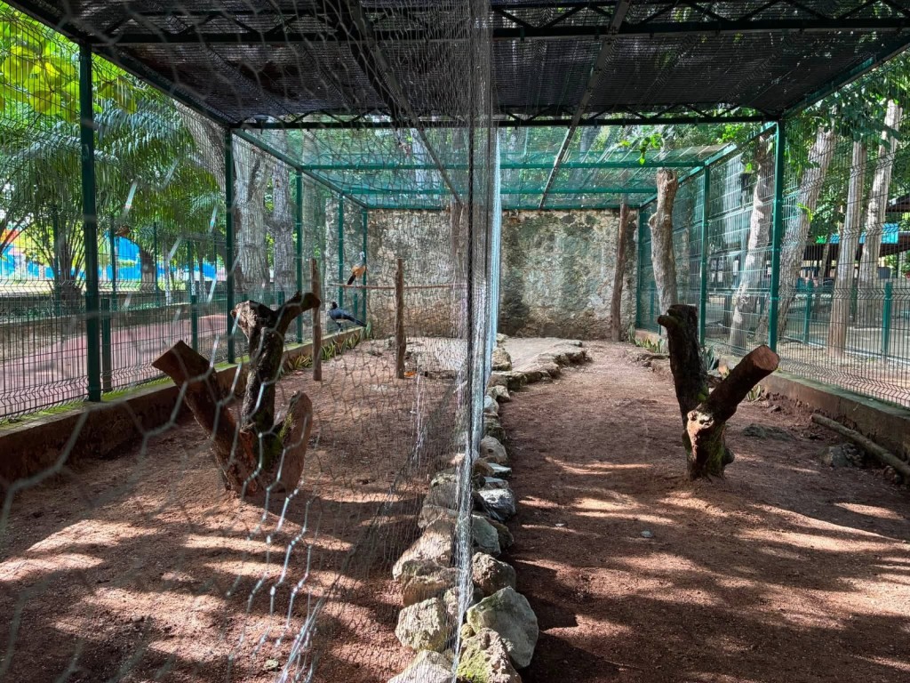 Adecuan espacio en el Zoológico de Tizimín para familia de hocofaisanes