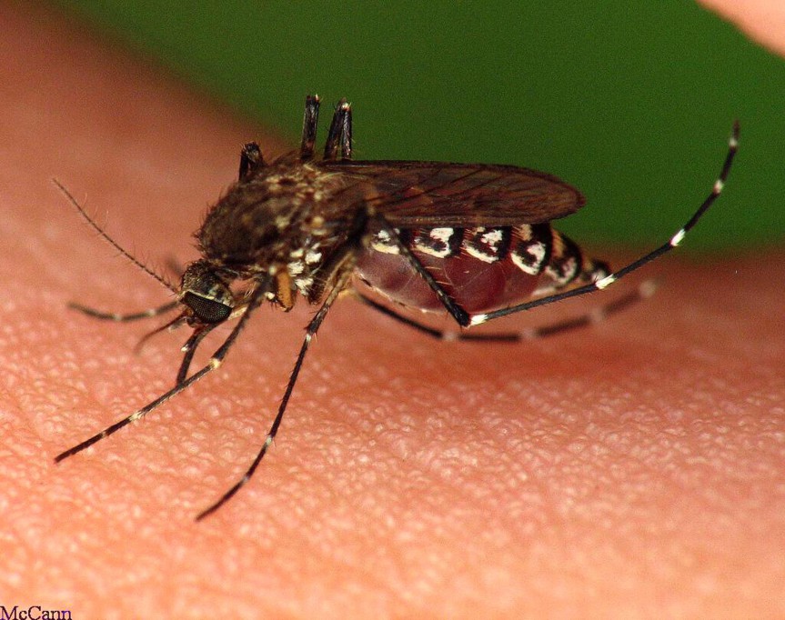 Como prevenir la propagación del dengue en el Estado. Como prevenir la propagación del dengue en el Estado.