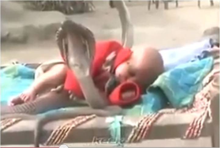 Cuatro peligrosas cobras cuidan a un bebé en la India Cuatro peligrosas cobras cuidan a un bebé en la India