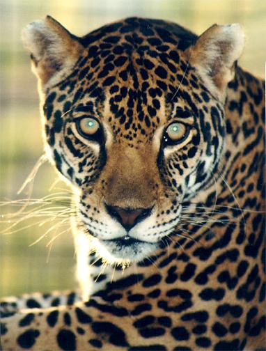 El Jaguar en peligro de extinción El Jaguar en peligro de extinción
